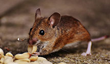 agricultural-pest-management Experts in Sedillo